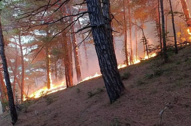 Українські Національні Новини (УНН)