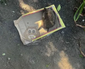 Молодики під Києвом знущалися з їжака, поліція з’ясовує обставини