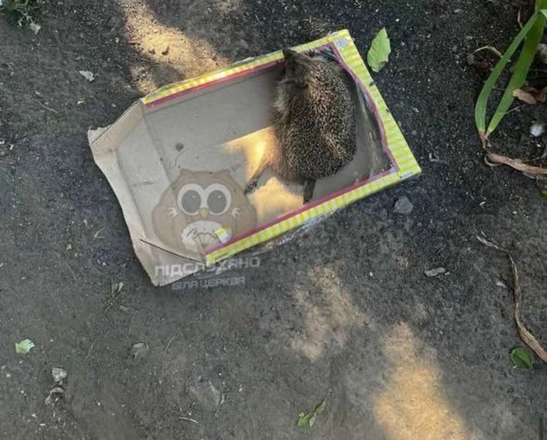 Молодики під Києвом знущалися з їжака, поліція з’ясовує обставини