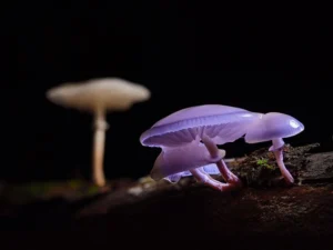 У Нью-Йорку лісники рятували туристів після вживання
