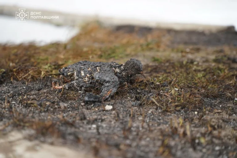 На низці об