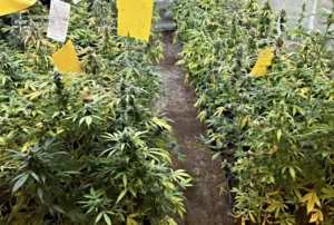 Виростили у підвалі канабіс на понад 3 млн грн: у Львові викрито групу наркоділків