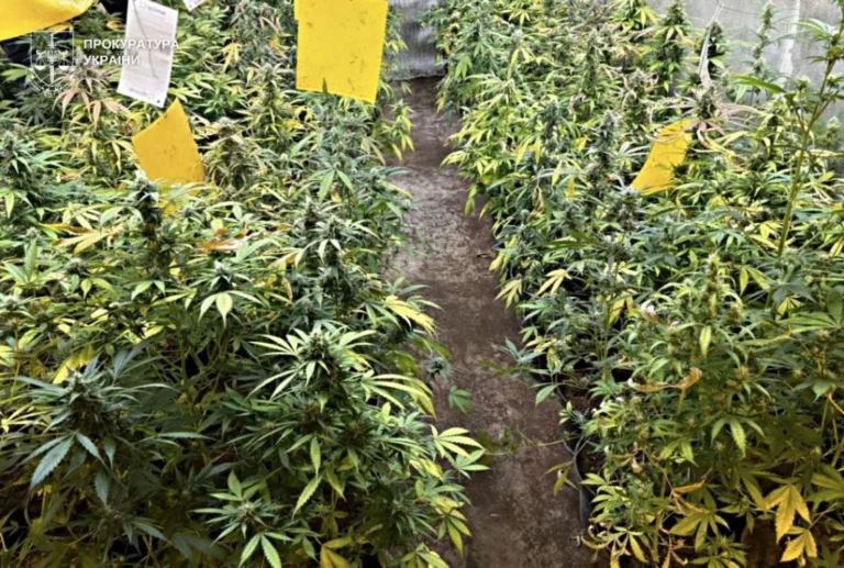 Виростили у підвалі канабіс на понад 3 млн грн: у Львові викрито групу наркоділків