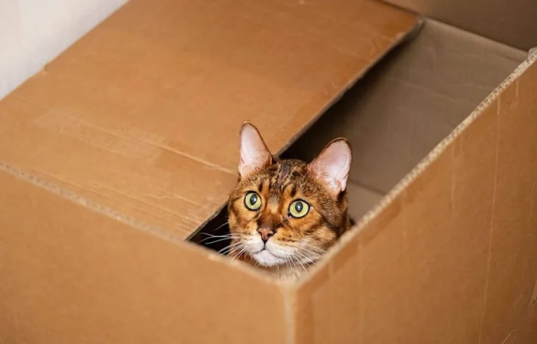 У Німеччині жінка випадково відправила кішку поштою