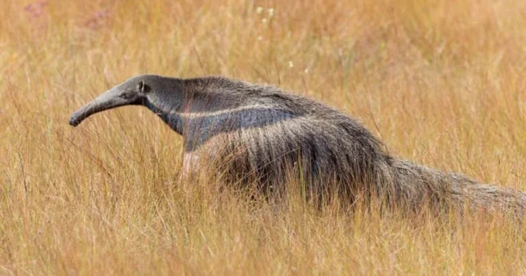 Українські Національні Новини (УНН)