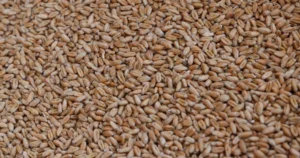 рф викрала 2 млн тонн українського зерна минулого року та продала його в Африці, Азії та Європі - Сибіга