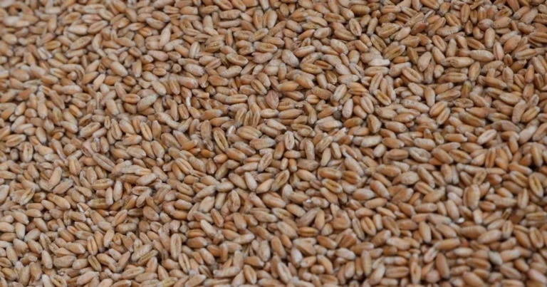 рф викрала 2 млн тонн українського зерна минулого року та продала його в Африці, Азії та Європі - Сибіга