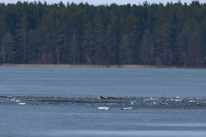 У Литву залетів і вибухнув невідомий дрон, ймовірно, з білорусі - ЗМІ