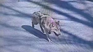 У Південній Кореї спіймали вовка-втікача після дев’яти днів пошуків