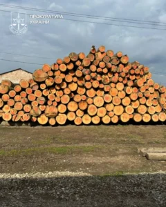 На Буковині перекрито тіньовий експорт лісу до Молдови - 26 обшуків і 10 мільйонів готівки